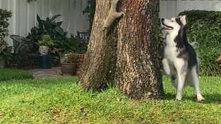 Curious Husky Plays With Cheeky Squirrel