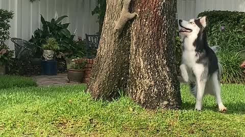 Curious Husky Plays With Cheeky Squirrel