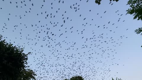 Migratory birds form a strange shape in the sky .. amazing