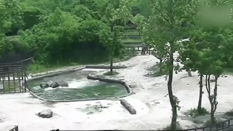 Elephants help a baby elephant from drowning