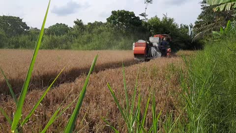 Harvesting Rice With Machine
