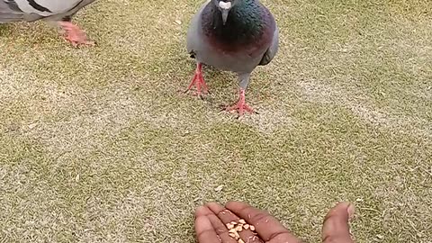 playing with birds