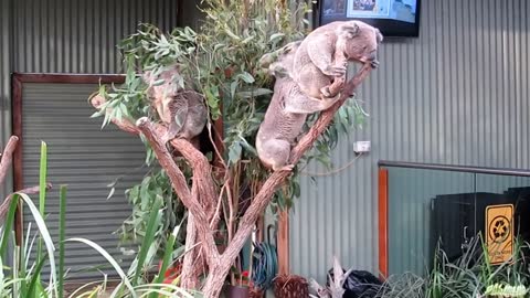 Koala Aggression