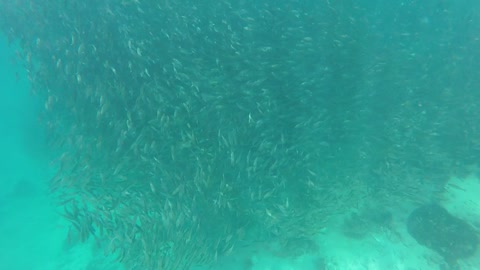 Snorkelers discover massive school of fish in the Philippines