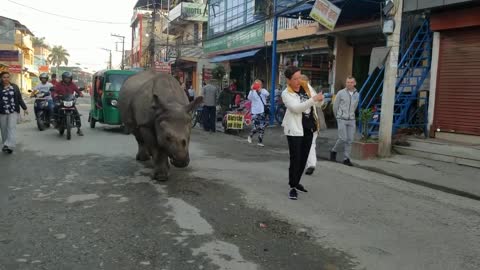 Wild rhino at the street of sauraha