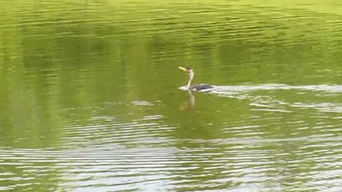 Cormorant Bird Returns To Pond