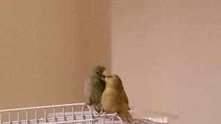 Parrot courts girlfriend by regurgitating into her mouth