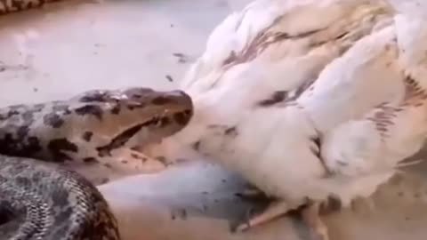Big python eats chicken.