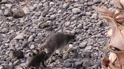 Raccoon at the River - Laughlin, NV