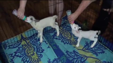 Baby lambs bottle feeding