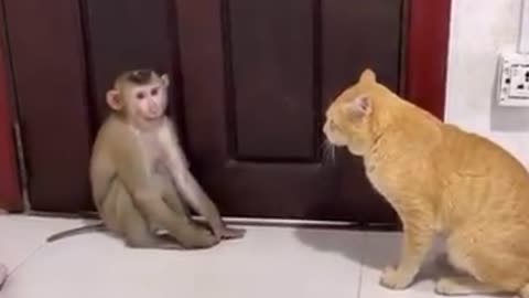 Funny monkey and cats videos beautiful animals video baby cute cats funny