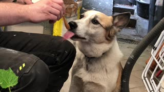 Buddy enjoys his ice cream!