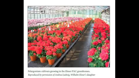 Flower Breeding 21 Pelargonium History