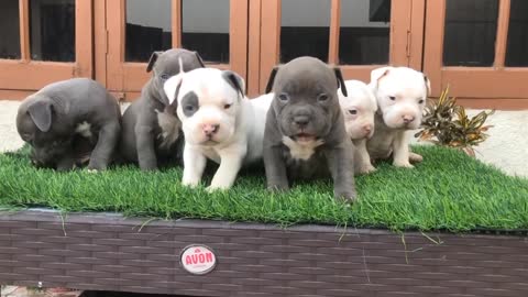 😱16 pups😱 labra,shih Tzu, American bully pups available m-7009684310