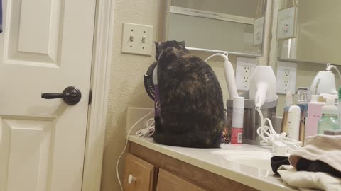 Cat Stares Back With Makeup Mirror