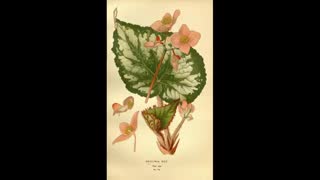 Flower Breeding 9 Louis Van Houtte