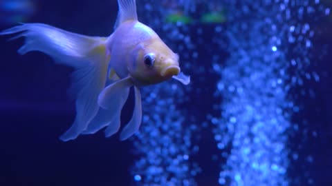 Goldfish in the aquarium