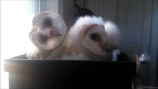 Sweet Baby Owls Snuggle Together In A Basket