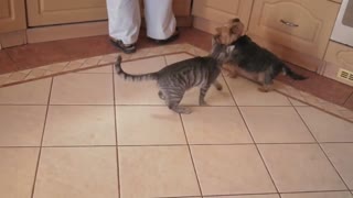 Funny Cat vs Dog Fight