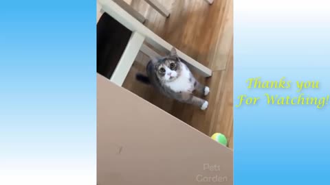 Funny and Cute Cat's Life!