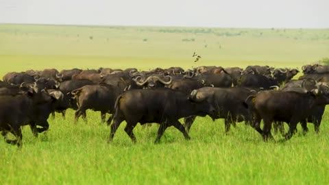 Unbelievable 4K African Safari: What We Found in Masai Mara National Reserve