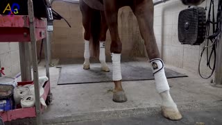 Equestrian Training and Routine on Rainy Day. Korean Racing Horse and Jockey