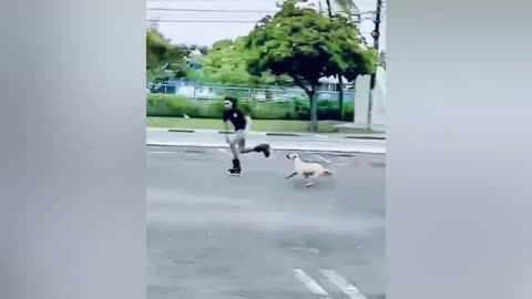 Best Funny Videos 🤣 - People Being Idiots _ 🤣 Try Not To Laugh - BY Funny Dog 🏖️ #9