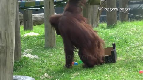 Tidy Orangutan Mother Is Cleaning Toys Away 2022
