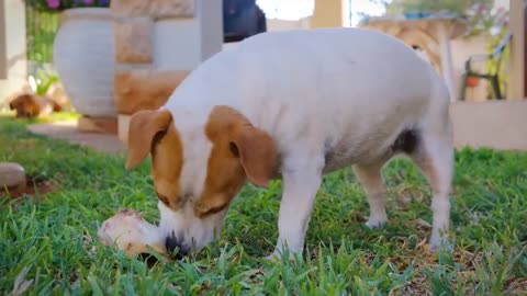 dog make you laugh funny training moment