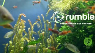Sound of an aquarium, with fish and water bubbles.