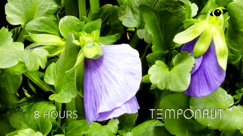 Timelapse Pansy Blooming Flower