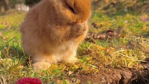 Cute rabbit//Watch this if you love rabbit💗