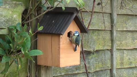 PYGMY TIT_BIRD