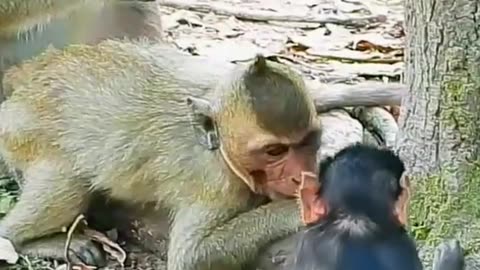 Adorable little monkey play 😋😋
