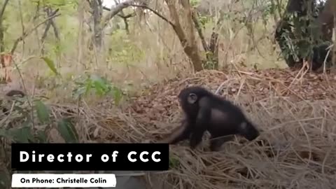 Woman Helps Scared Baby Chimp Feel Safe Again | Dodo Heroes