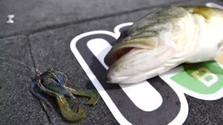 Fishing Big Bass under docks with Jigs