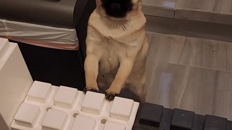 Pug Squeals When Owner Comes Home