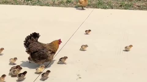 Chicken mothers fight dog to protect their children
