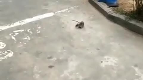 Unexpected Fight of Cat and Rat