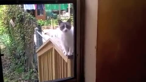 cat open door