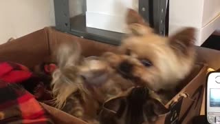 Like cats and dogs - baby cat Felix bullying his doggo bro Vanya