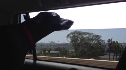 Dog's Floppy Mouth and Ears on a Car Ride