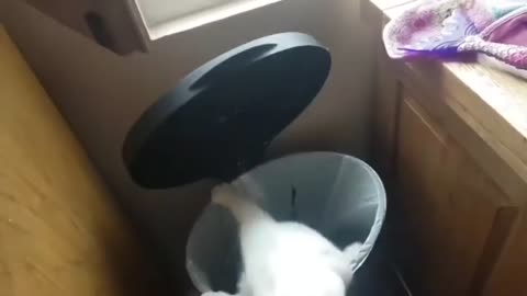 Kitty Just Loves Jumping Into An Open Trash Can