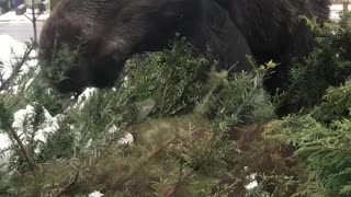 Moose Eating Front Yard Vegetation Amazing Closeup Footage!