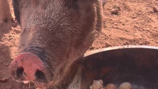 Egg-cited Pigs: Berkshire-Mangalista Pigs Indulge in Eggs & Goat Milk at H5 Ranch