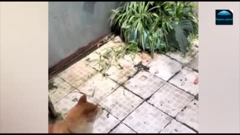 Funny animals - Funny cats / dogs - Funny animal videos 2023