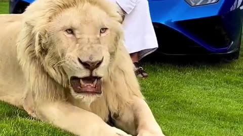 Dubai King new video with Lion |Dubai Shaikh| 2023