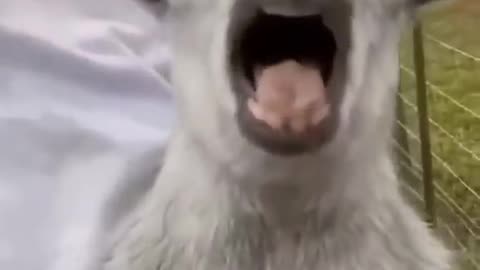 funny animals video 2024