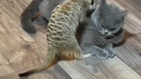 See how a squirrel rubbed a cat's back