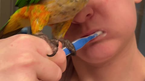 Parrot doesn't allow mom to bush her teeth